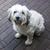 honden foto van chantal
