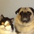 honden foto van Mirjana