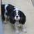 honden foto van ilse