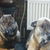 honden foto van ingrid