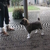 honden foto van daphne