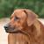 honden foto van Hanneke