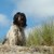 honden foto van sjara 