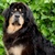 honden foto van Monika Knispel