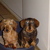 honden foto van Eveline 