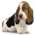 honden foto van Gebruiker1478