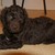 honden foto van Roosmarijn