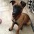 honden foto van Ferron&Blizzy
