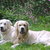 honden foto van Wil Schouten
