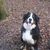 honden foto van Cassandra en Renzo