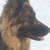honden foto van Joke Plomp