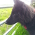 honden foto van 10
