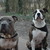 honden foto van Perry&Bully