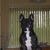 honden foto van A.J.v.d.Oever