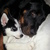 honden foto van nicole