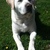honden foto van Anke