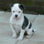 honden foto van Cindy 