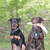 honden foto van Diede, Kyra & Laika