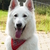 honden foto van Nelleke schoemaker