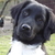 honden foto van Davy
