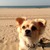 honden foto van Renee