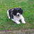 honden foto van jet en robbie