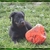 honden foto van Jolanda Derycke