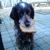honden foto van regina