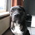 honden foto van Djanga&Tyson