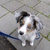 honden foto van Do