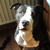 honden foto van Michelle