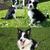 honden foto van Lianne