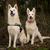 honden foto van Floor, Bouncer & Tank