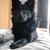 honden foto van alexandra en Fenna