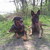 honden foto van Kirsty