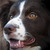 honden foto van Sylvia