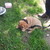 honden foto van Marieke Jansen