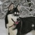 honden foto van Bauke 