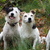 honden foto van Kim, baasje van Laika, Caelin, Lizzy en Bella +