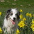 honden foto van Corry en Bailey