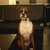 honden foto van deborah en haydut
