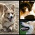 honden foto van Pauline - Kiara, Hayzel, Finn, Yara & Luna