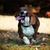 honden foto van Thibaud