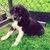 honden foto van Stephanie