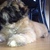 honden foto van Suzanne