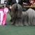 honden foto van -Tsang-U-Li