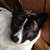honden foto van nathan