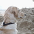 honden foto van koen