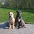 honden foto van Ines
