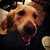 honden foto van Rory